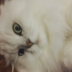 picklesbell's Avatar'