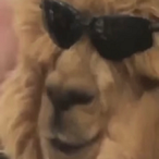 Notlazydoggy's Avatar'