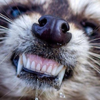 XxpancakepallxX's Avatar'