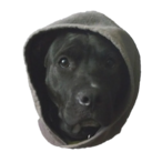 r4c challn's Avatar'