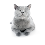 KomJonkoRoken's Avatar'