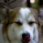 MajesticUnic0rn's Avatar'