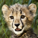 Cheetahkid99's Avatar'