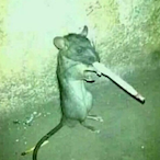 HappyKnight11's Avatar