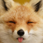 FoxyBlep's Avatar'