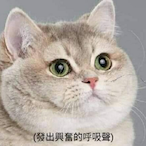 PingpingPi's Avatar'