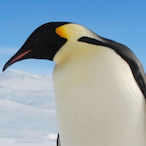 WWW.PENGUIN.COM's Avatar'