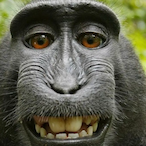 slarpy.com's Avatar'