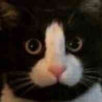 J.B.Cat's Avatar'