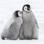 pentan5963's Avatar'