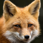 LOTK_Fuchs's Avatar'