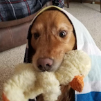 Gukkelmuccel's Avatar'