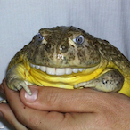 Wet_Toad's Avatar'