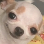 F1nkamacrack's Avatar'