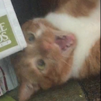 PotsCat.WT's Avatar'