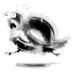 Coturnix.SxP's Avatar'