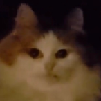 kittylitter9000's Avatar'