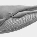 stalewhale's Avatar'