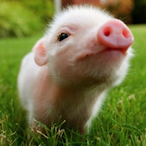 ultimate_pig's Avatar'