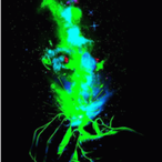 DarkBlackSlug's Avatar'
