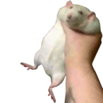 Ballmaster2019's Avatar'