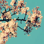 KSKMKKB's Avatar'