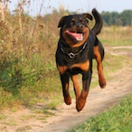 Bruh.Dog.'s Avatar'