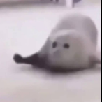 LimpinSeal's Avatar'