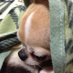 WillyChou's Avatar'