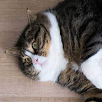 lNeedGothMommy_'s Avatar'