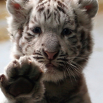 Typic4lTiger's Avatar'