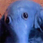 i pIay vert's Avatar'