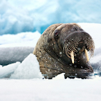 BIGMAMAWALRUS's Avatar'