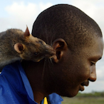 arrant_pegboard5's Avatar'