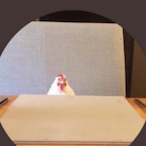 The_Gomster's Avatar'