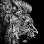 Kng_Muf4sa's Avatar'