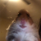 Fnatic-Charro's Avatar'