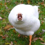 Mongisty's Avatar'