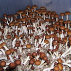Psilocybin-'s Avatar'