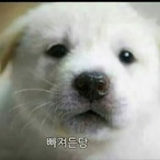 DPM._.DOG's Avatar'