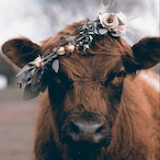 kingbearbear2's Avatar'