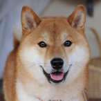 Obese_Doggo's Avatar'