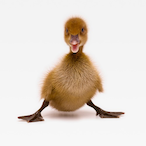 SniebeISnabeI's Avatar'