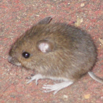 Lord-Slitem's Avatar