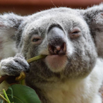Frozen_Koala's Avatar'