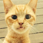clover's Avatar'