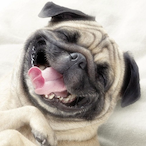POPO_Jeff's Avatar'