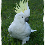 PlentyPluck's Avatar'