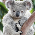Koala.Rat's Avatar'