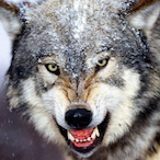 advancedfail's Avatar'